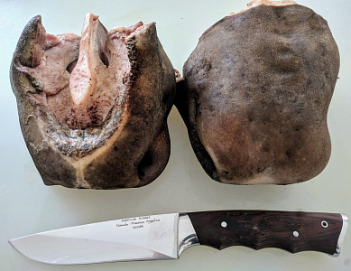 Превью Губа лося очищенная