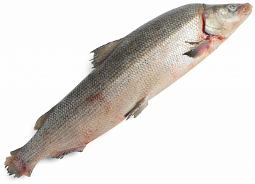 Фото Муксун свежемороженый (2,2-3кг)