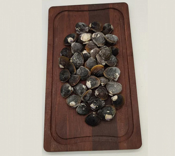 Фото Корбикула сахалинская