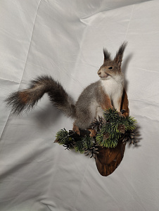 Превью Белка на медальоне