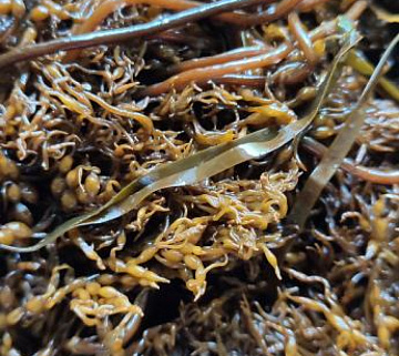 Фото Морской виноград сахалинский ( ведро 20кг)