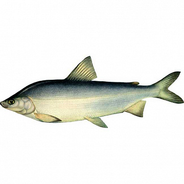 Фото Муксун свежемороженый (1-1,2кг)