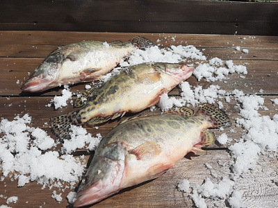 Превью Китайский окунь 1-1,5 кг