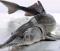 Белуга замороженная без головы потрошеная 4-6 кг