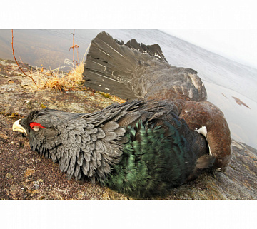 Фото Глухарь (в пере)