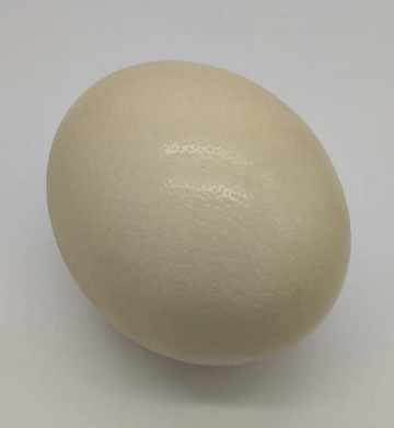 Фото Яйцо черного африканского страуса