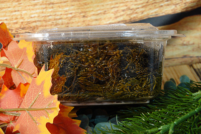 Превью Морской виноград сахалинский