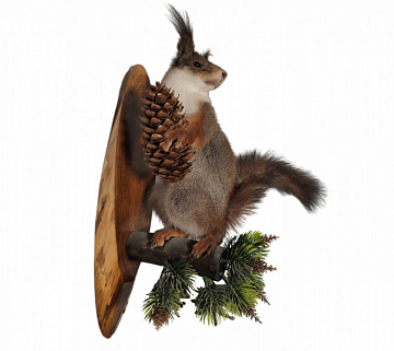 Фото Белка на медальоне с шишкой