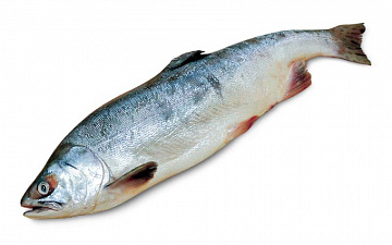 Фото Горбуша свежемороженая непотрошеная (мешок 20кг)