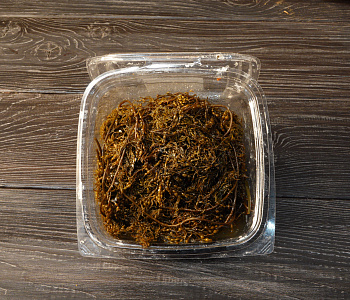 Превью Морской виноград сахалинский