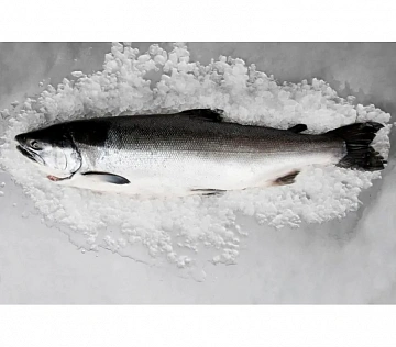 Фото Горбуша свежемороженая непотрошеная 1,8-3 кг
