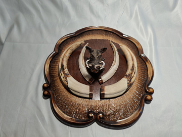 Фото Клыки кабана на медальоне