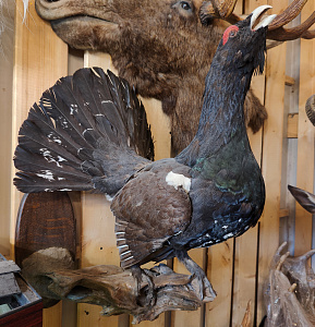 Превью Чучело глухаря