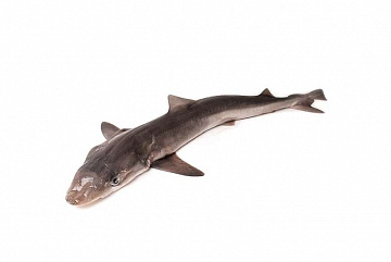 Фото Акула с головой